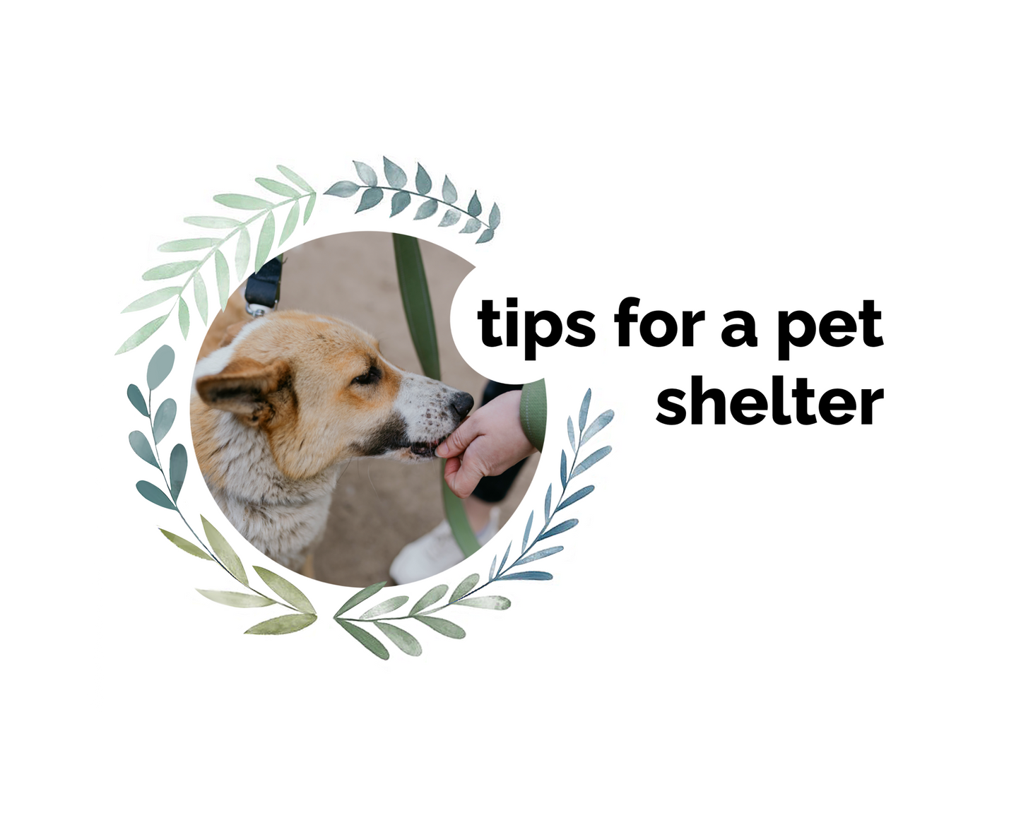 TIPS for Shelter, Supporting Animals