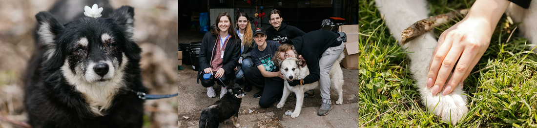 On April 29, 2022, our “Draw & Care” project volunteers visited the Lviv Shelter “Home of the Rescued Animals” located at Dovbusha str. 24.