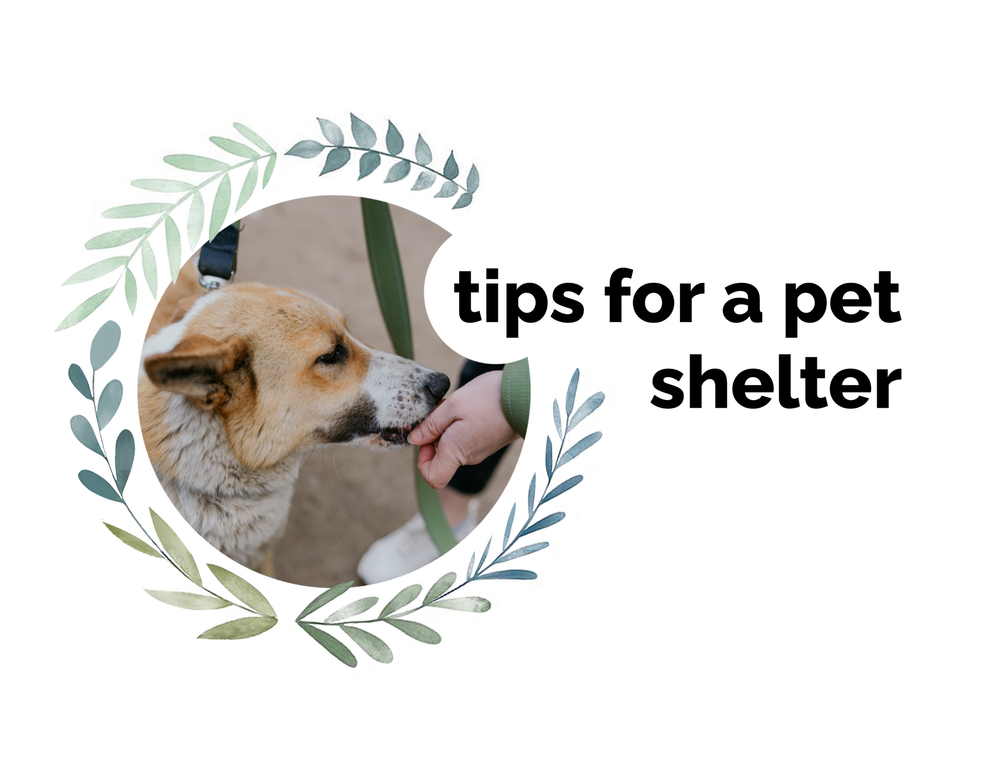 TIPS for Shelter, Supporting Animals (for the Construction of the Dog Enclosures)